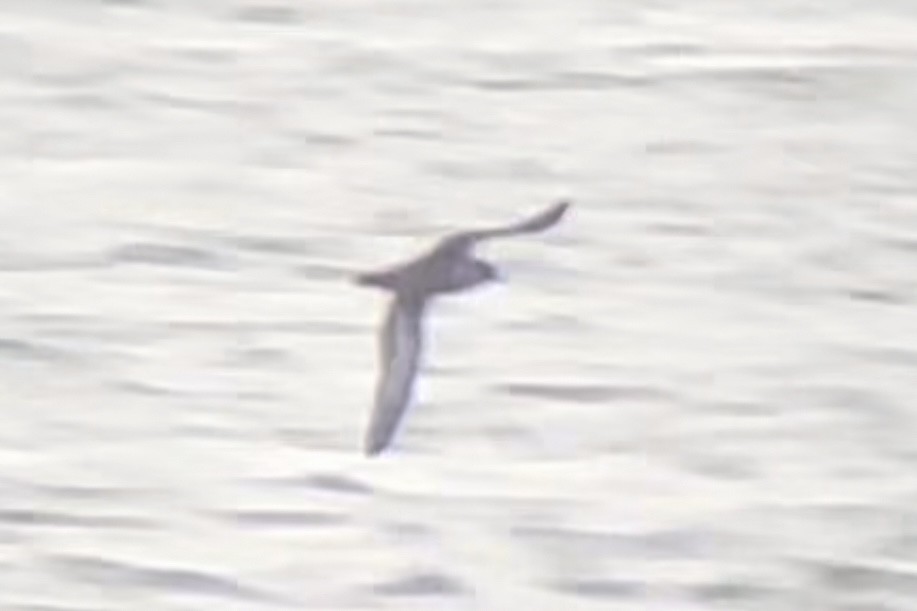 Kurzschwanz-Sturmtaucher - ML646663426