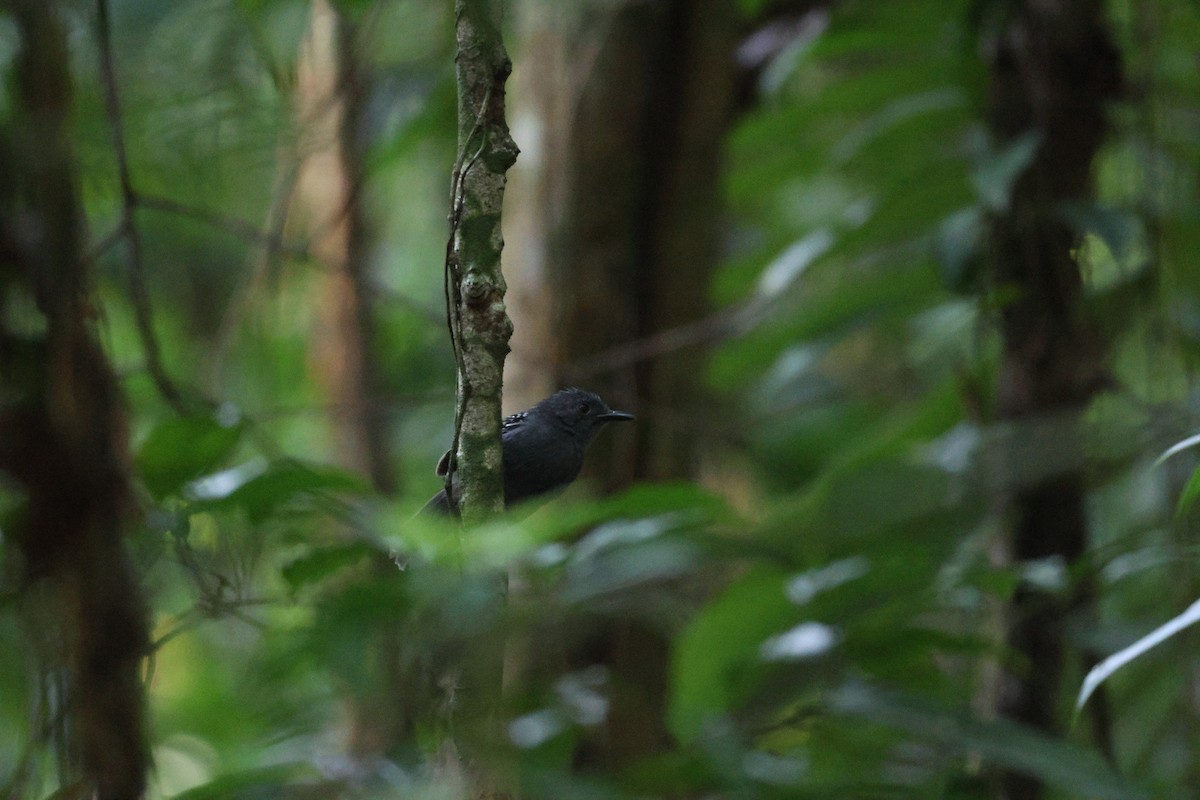 Willis's Antbird - ML646663428