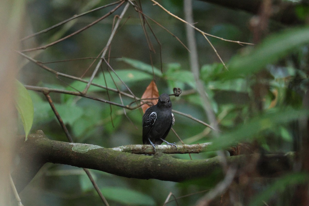 Willis's Antbird - ML646663430