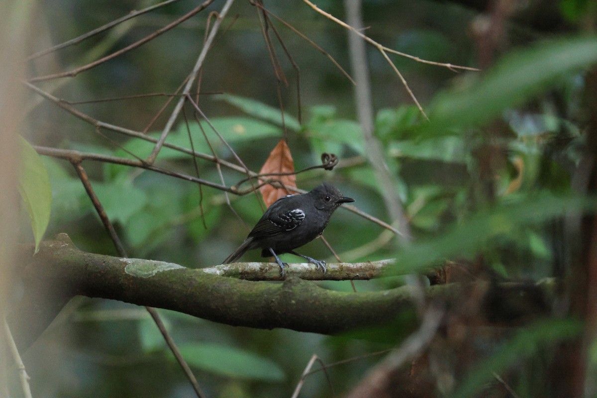 Willis's Antbird - ML646663431
