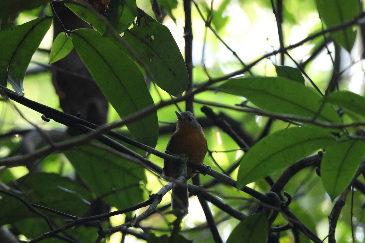 Willis's Antbird - ML646663432