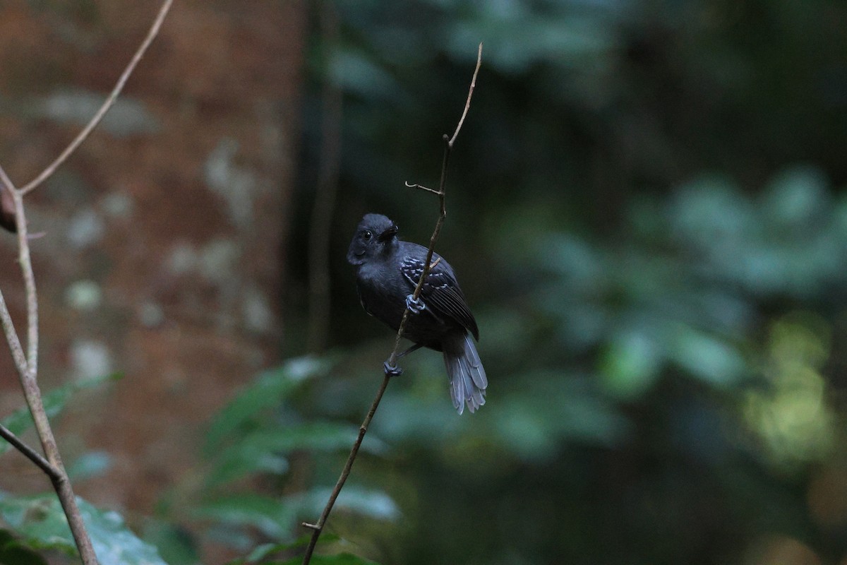 Willis's Antbird - ML646663433