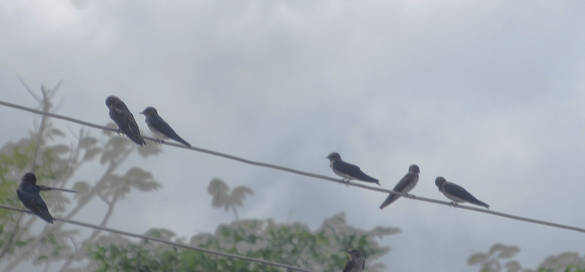 Cayenneschwalbe - ML646663435