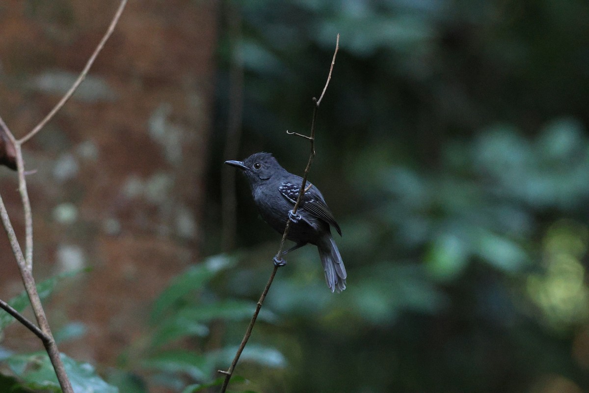 Willis's Antbird - ML646663436