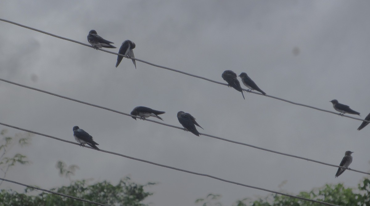 Cayenneschwalbe - ML646663437