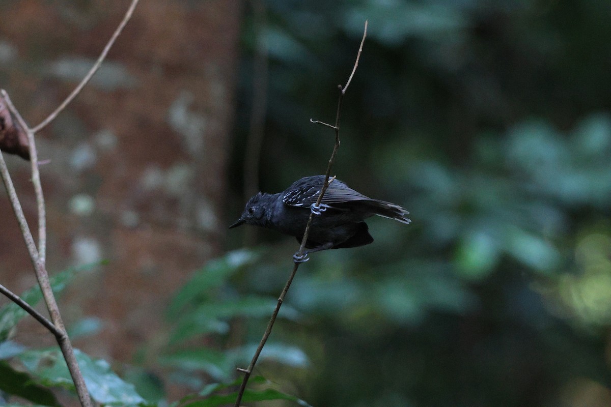 Willis's Antbird - ML646663438