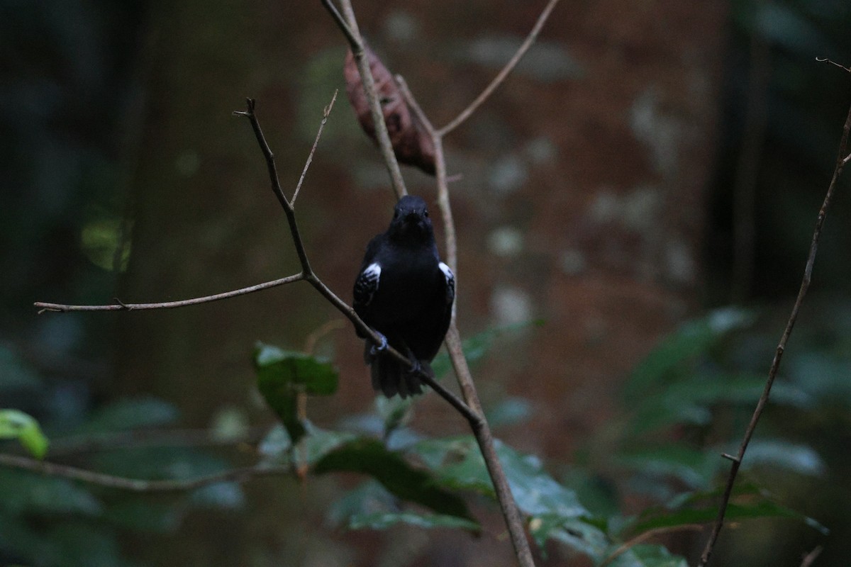 Willis's Antbird - ML646663440