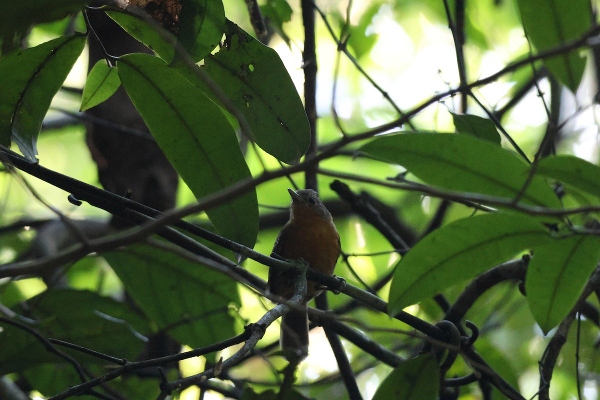 Willis's Antbird - ML646663441