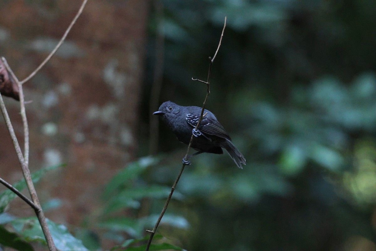 Willis's Antbird - ML646663442