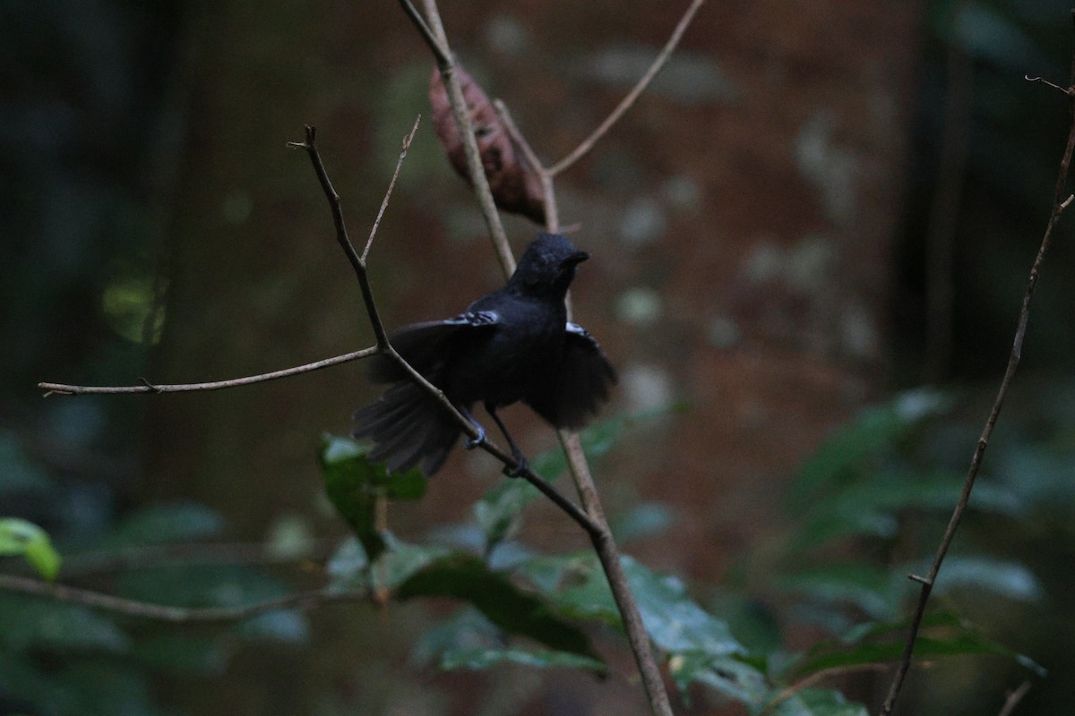 Willis's Antbird - ML646663443