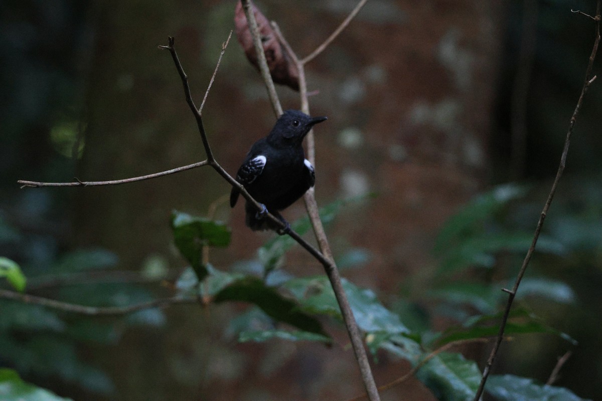 Willis's Antbird - ML646663444