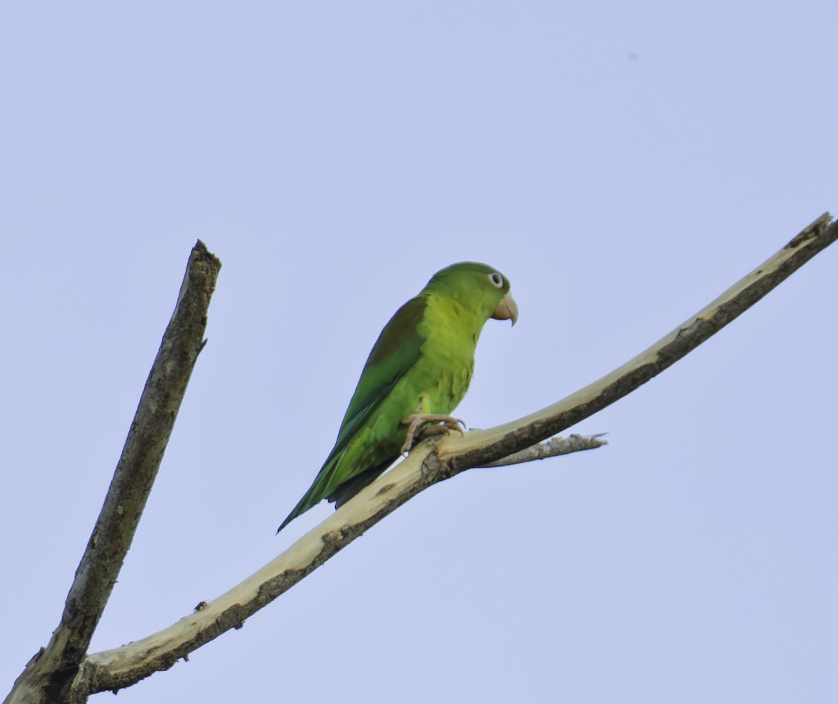 Orange-chinned Parakeet - ML646663449