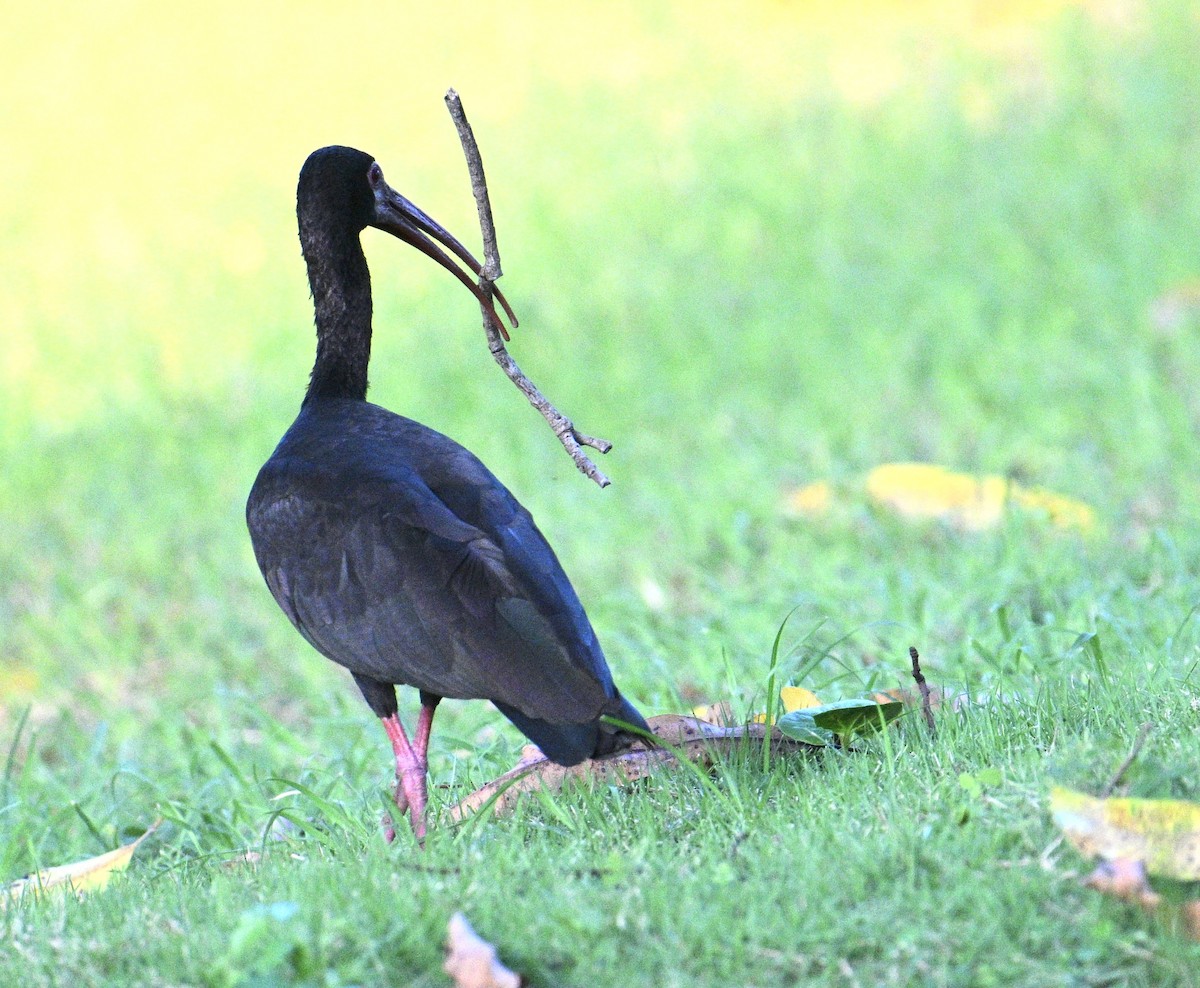 Bare-faced Ibis - ML646663451