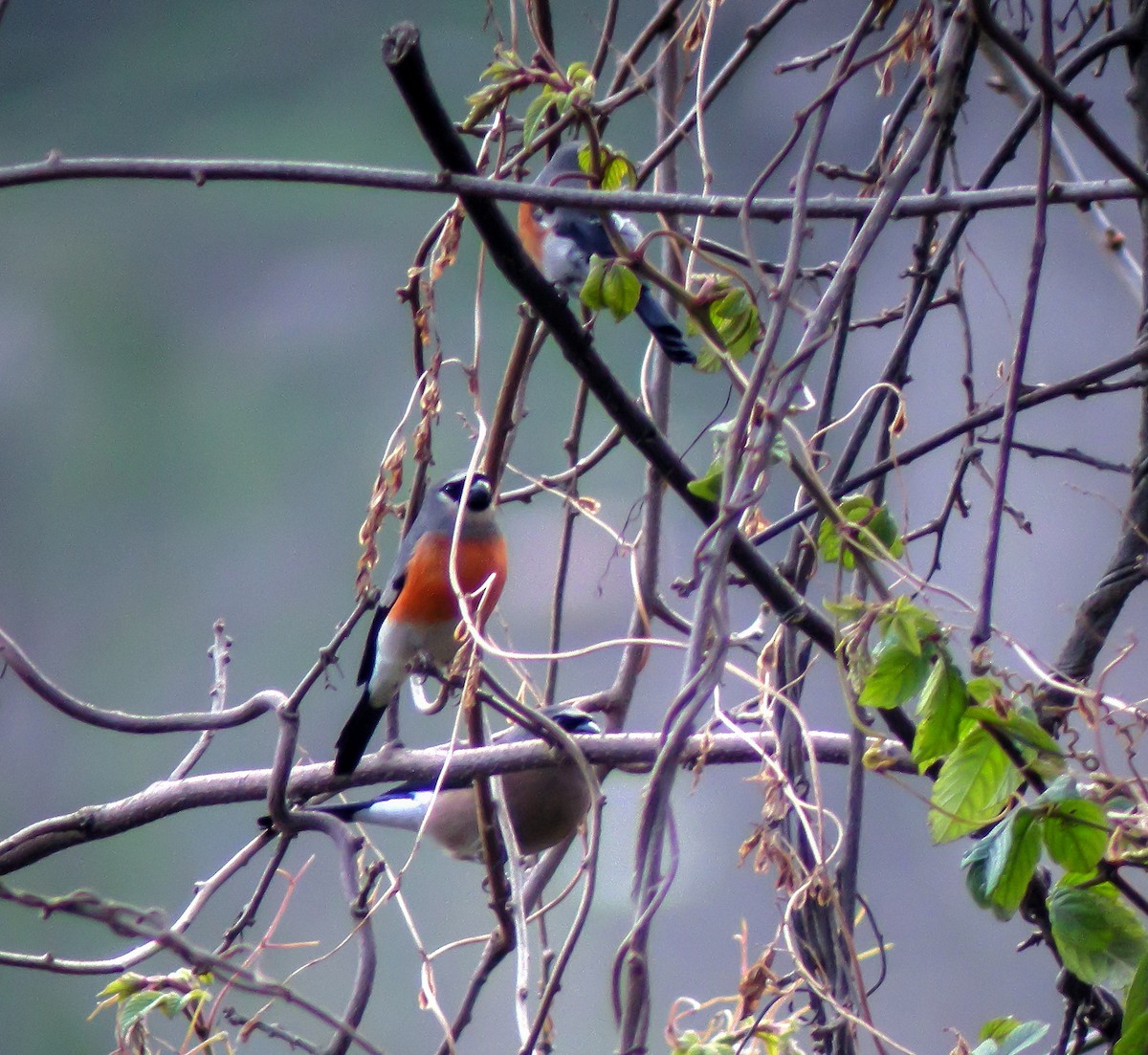 Gray-headed Bullfinch - ML646663453