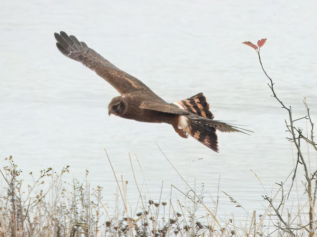 Mirotz zuri iparramerikarra - ML646663457