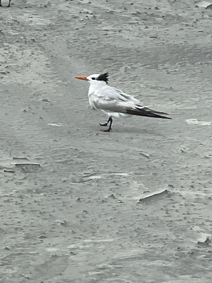 Königsseeschwalbe - ML646663458