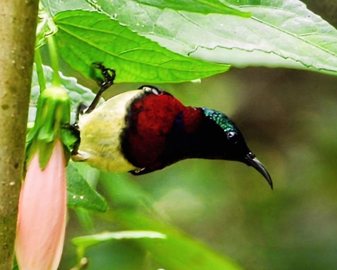 Нектаринка мала - ML646663460