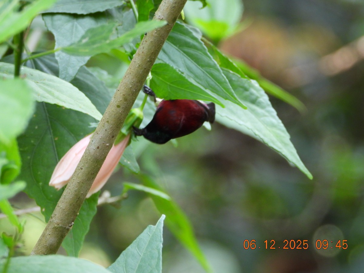 Нектаринка мала - ML646663463