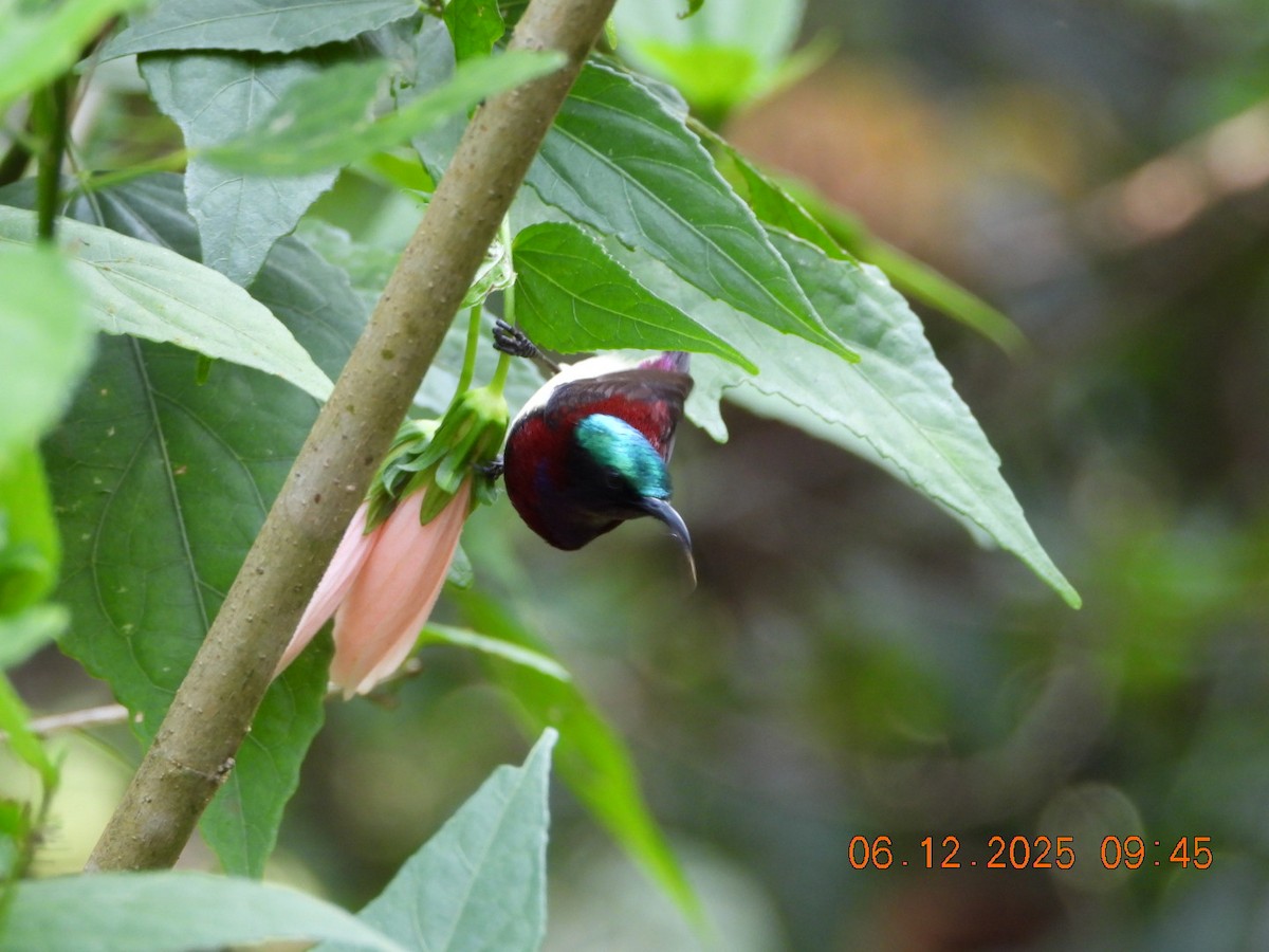 Нектаринка мала - ML646663465