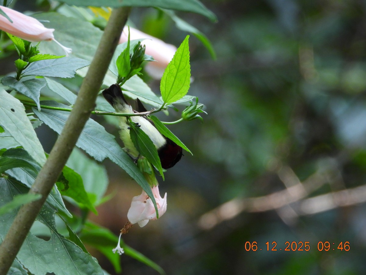 Нектаринка мала - ML646663468