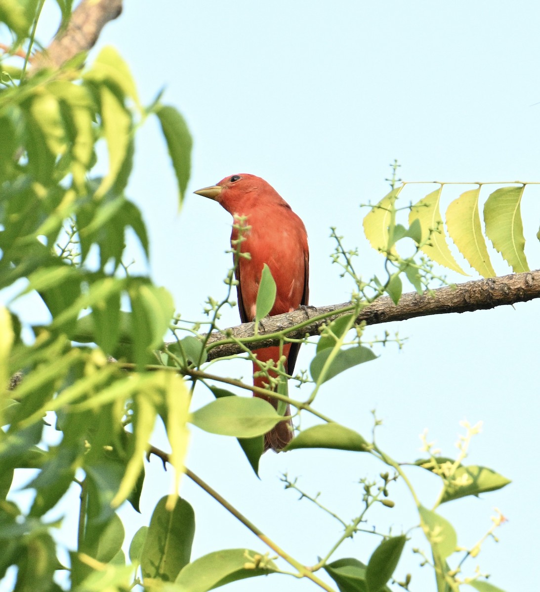 Summer Tanager - ML646663469