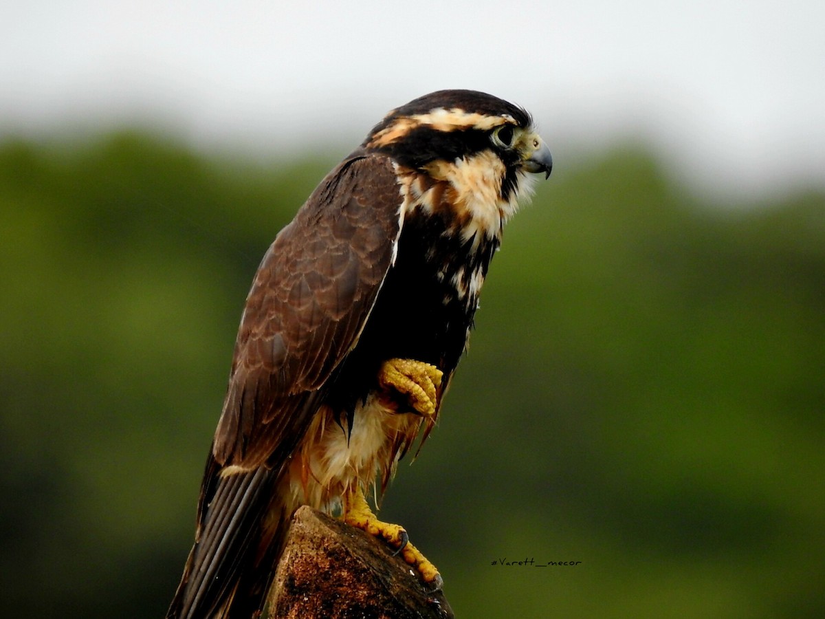 Aplomado Falcon - ML646663470