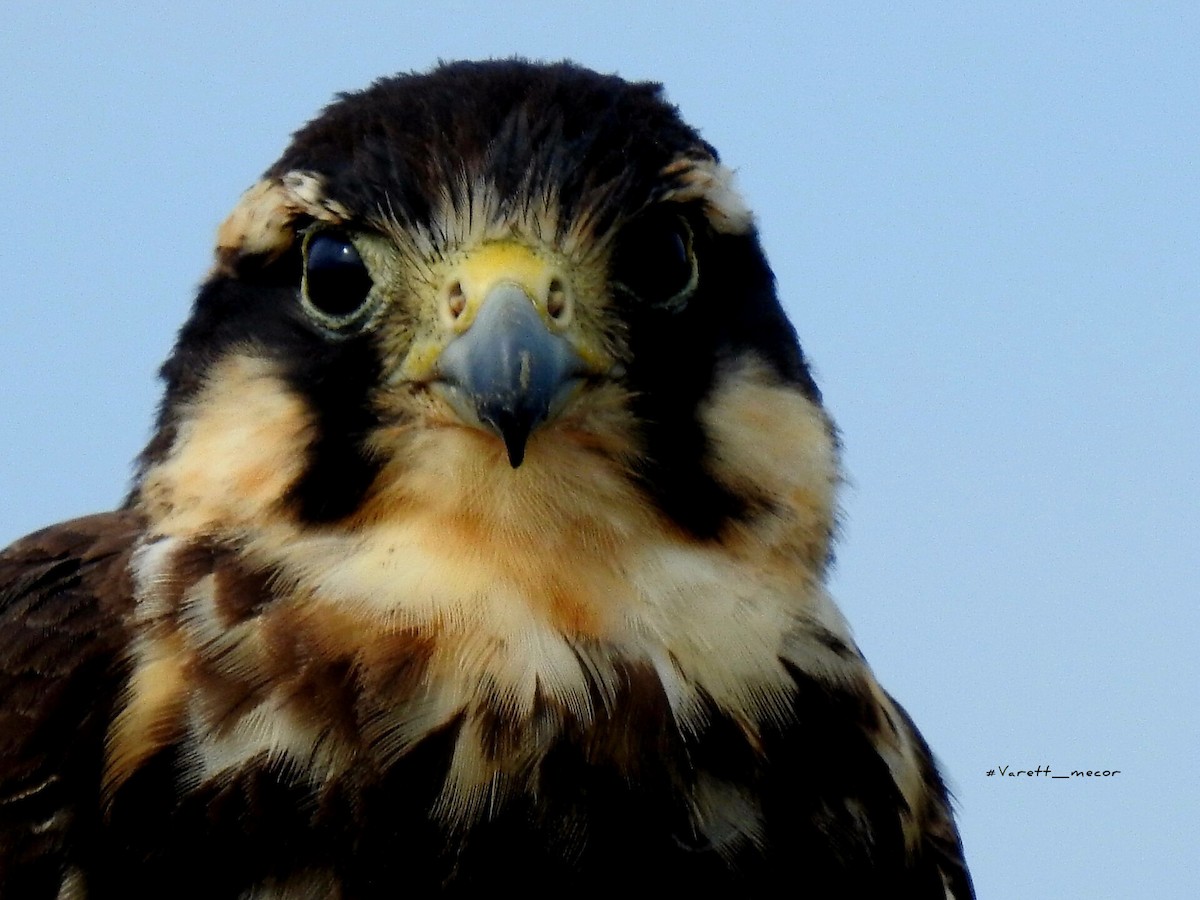 Aplomado Falcon - ML646663471