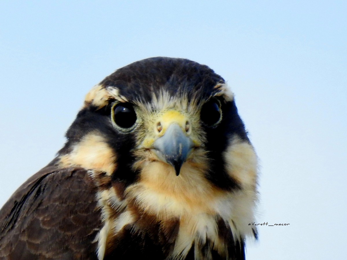 Aplomado Falcon - ML646663472