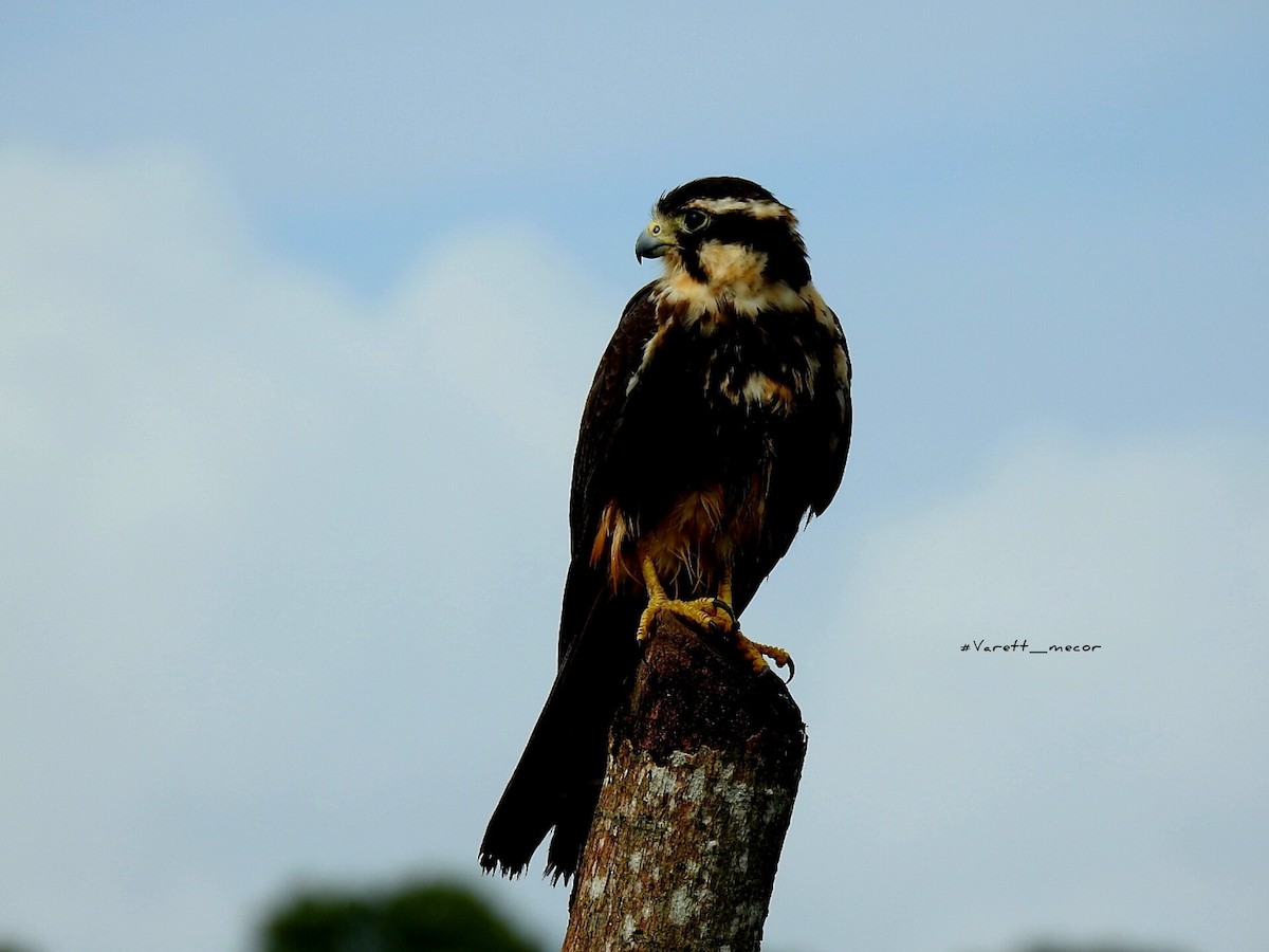 Aplomado Falcon - ML646663473