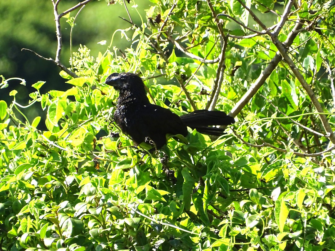 Smooth-billed Ani - ML646663476