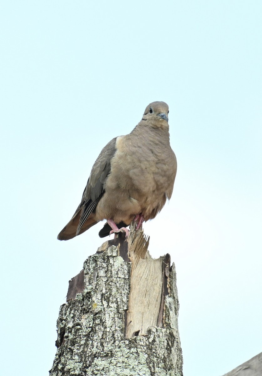 Eared Dove - ML646663478