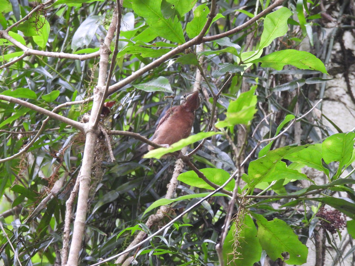 tanımsız Passeriformes sp. - ML646663482
