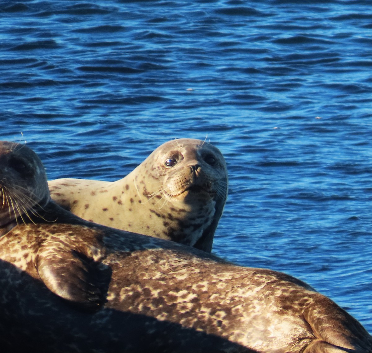 動物界 - ML646663483