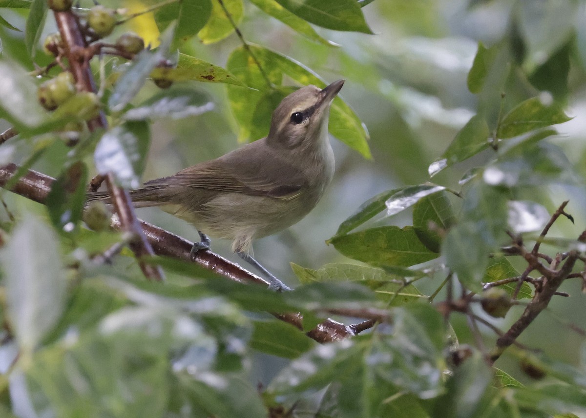 Yucatan Vireo - ML646663484