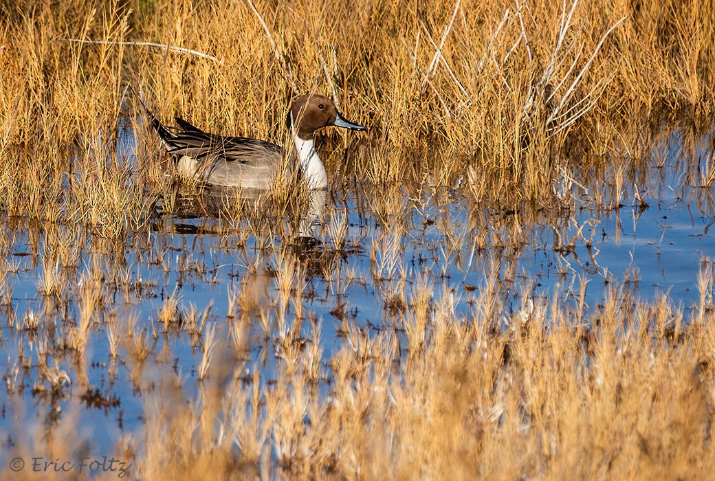 尖尾鴨 - ML646663485