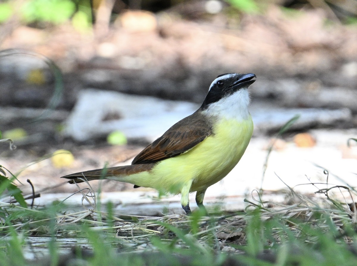Great Kiskadee - ML646663489