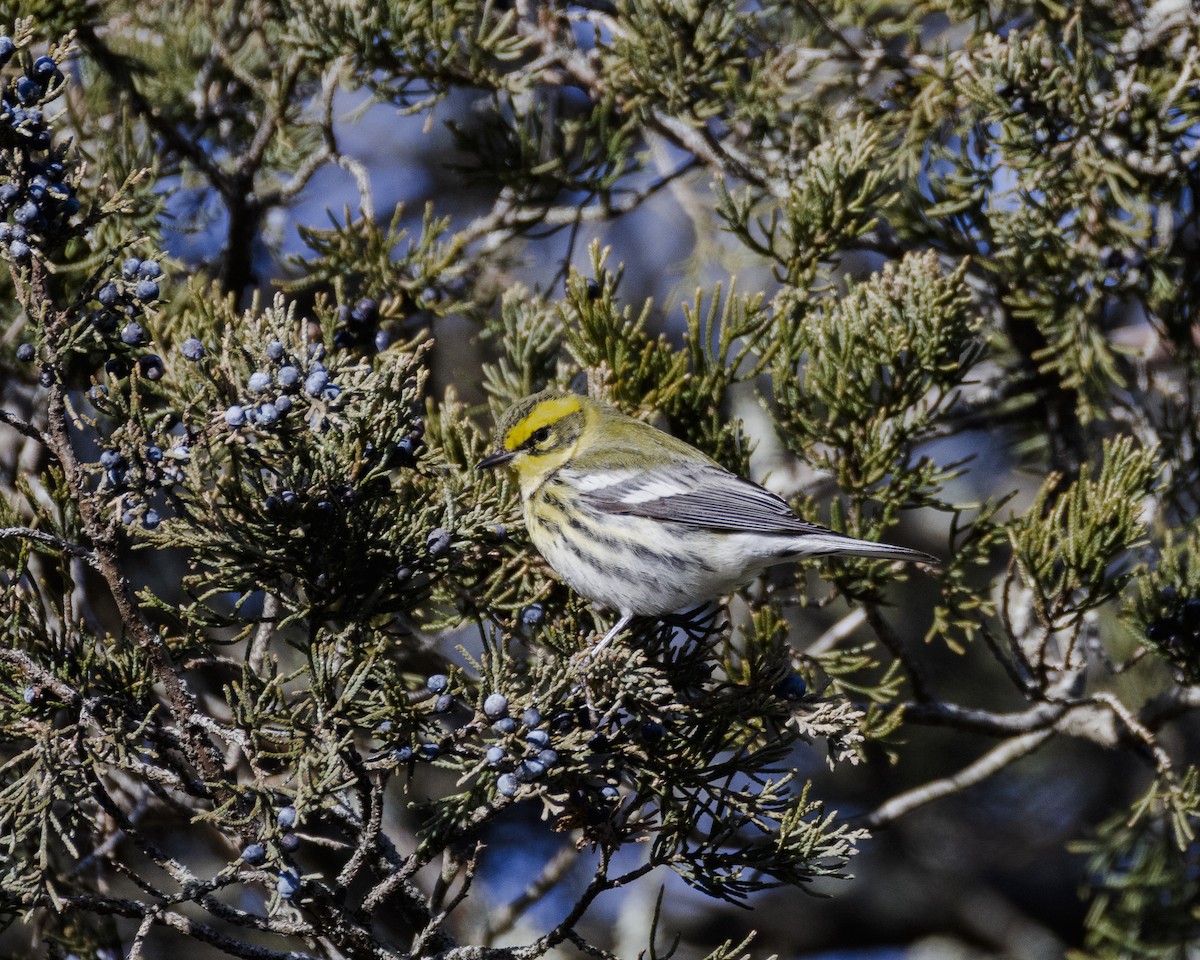 Townsend's Warbler - ML646663490