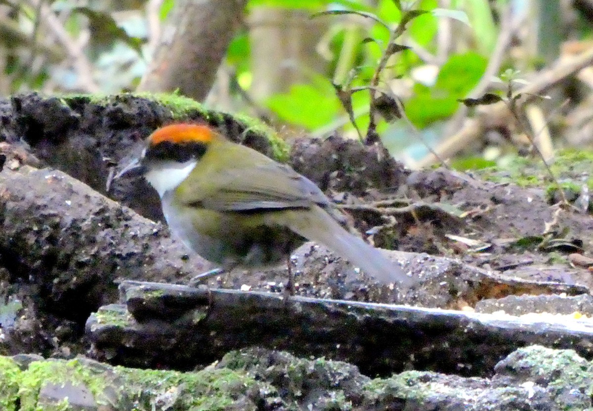 brunkronespurv - ML646663492