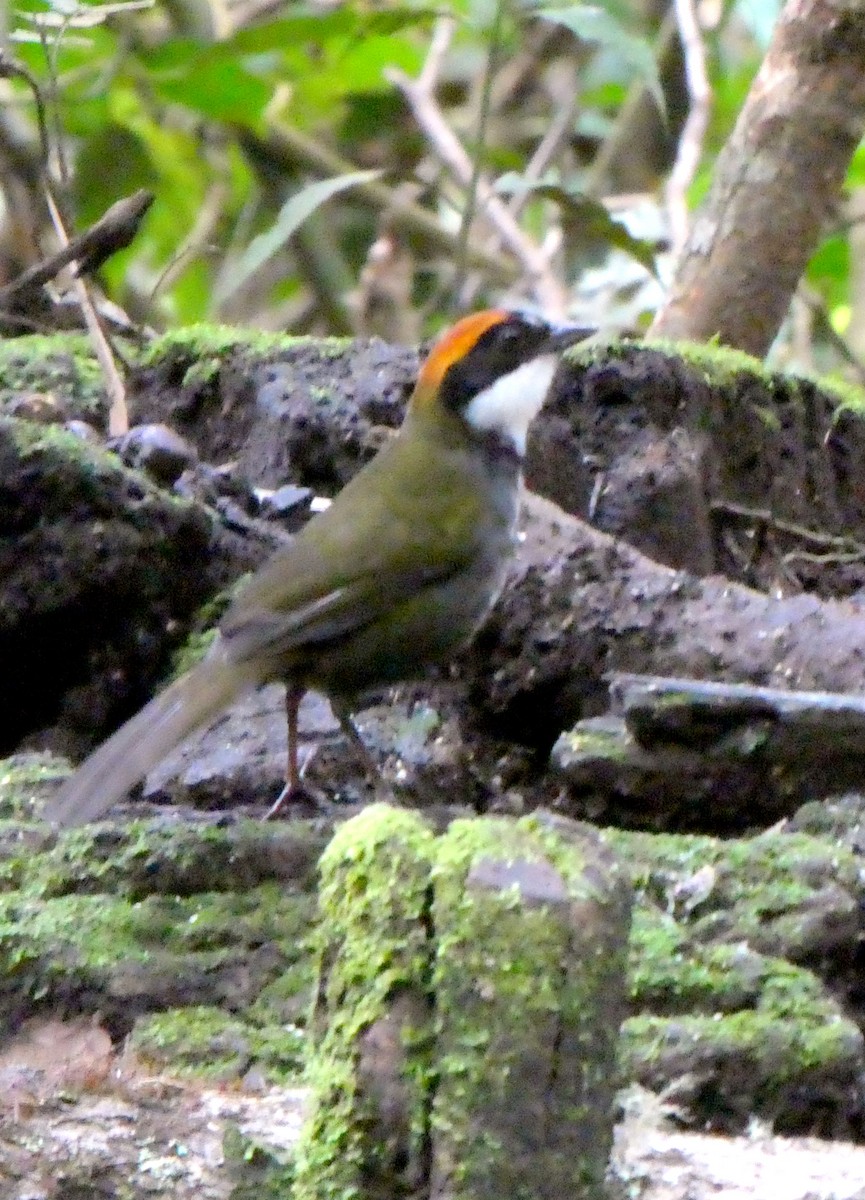 brunkronespurv - ML646663493