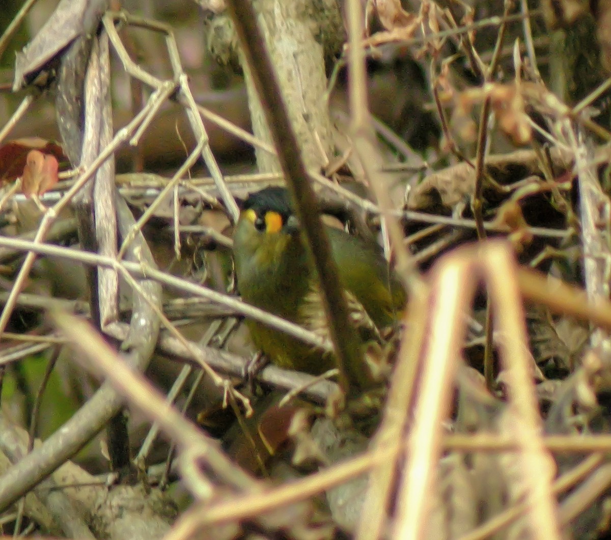 Bugun Liocichla - ML646663498