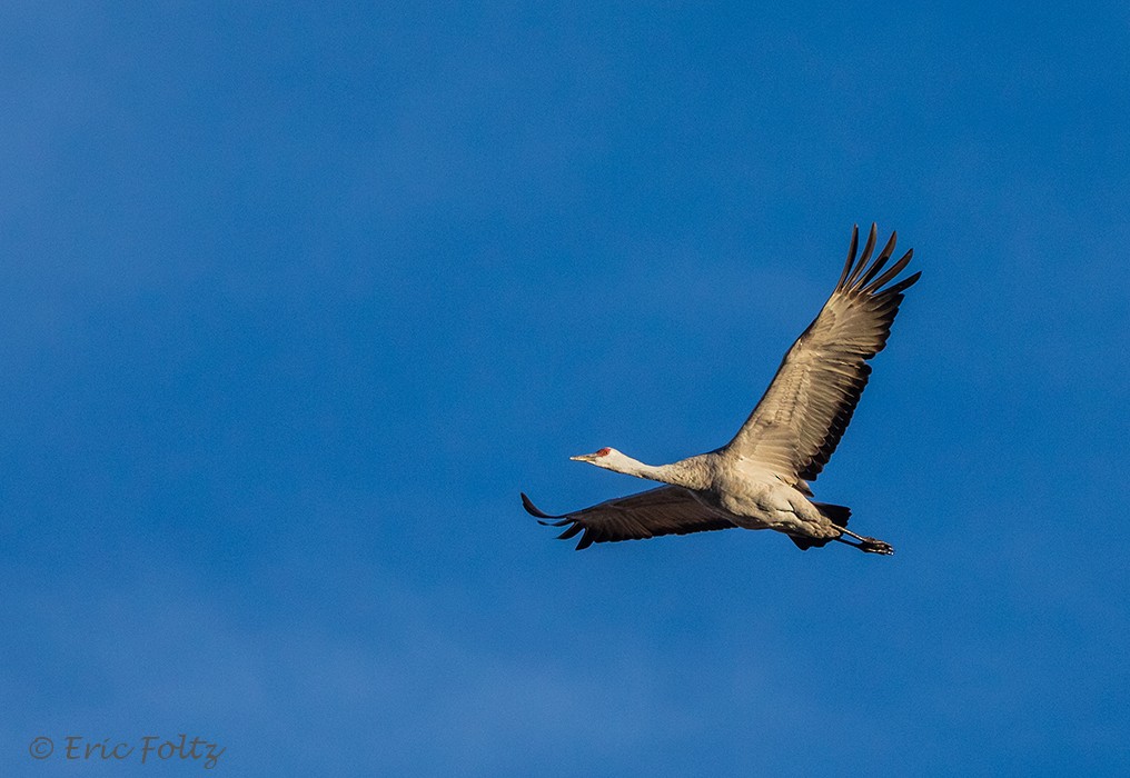 沙丘鶴 - ML646663501