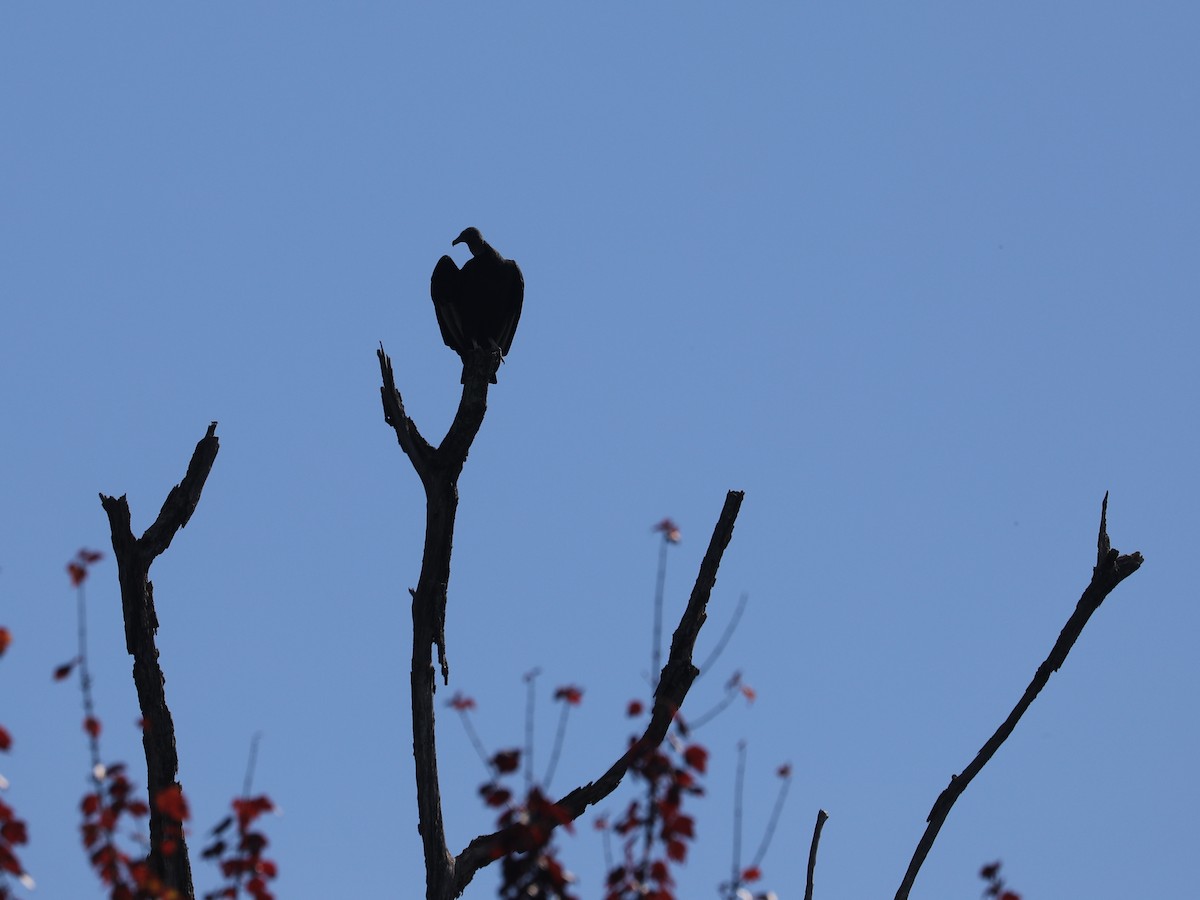 Black Vulture - ML646663502