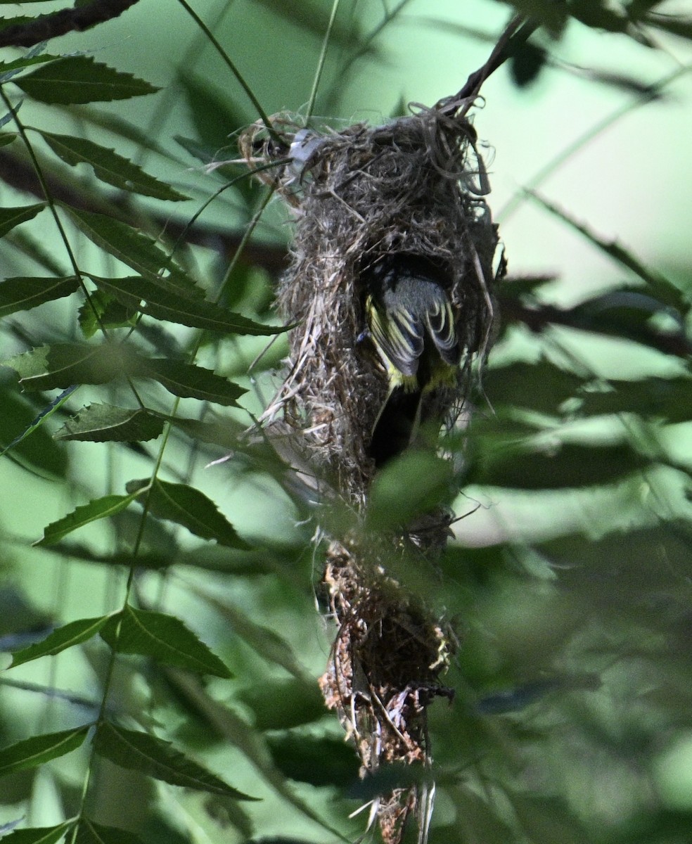 Common Tody-Flycatcher - ML646663503