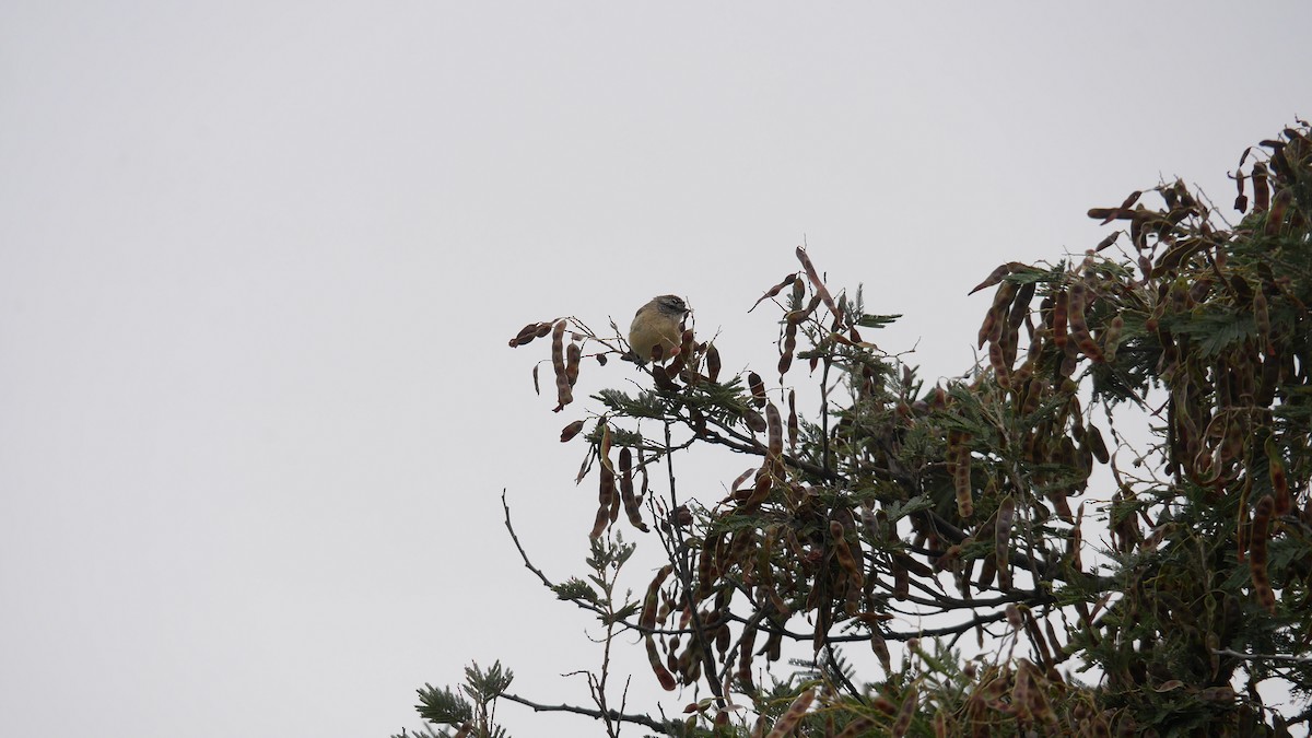 Yellow-rumped Thornbill - ML646663512