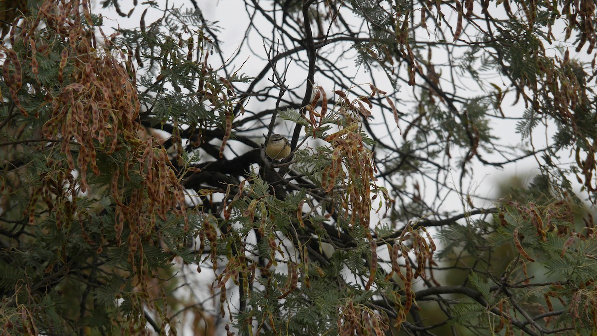Yellow-rumped Thornbill - ML646663513