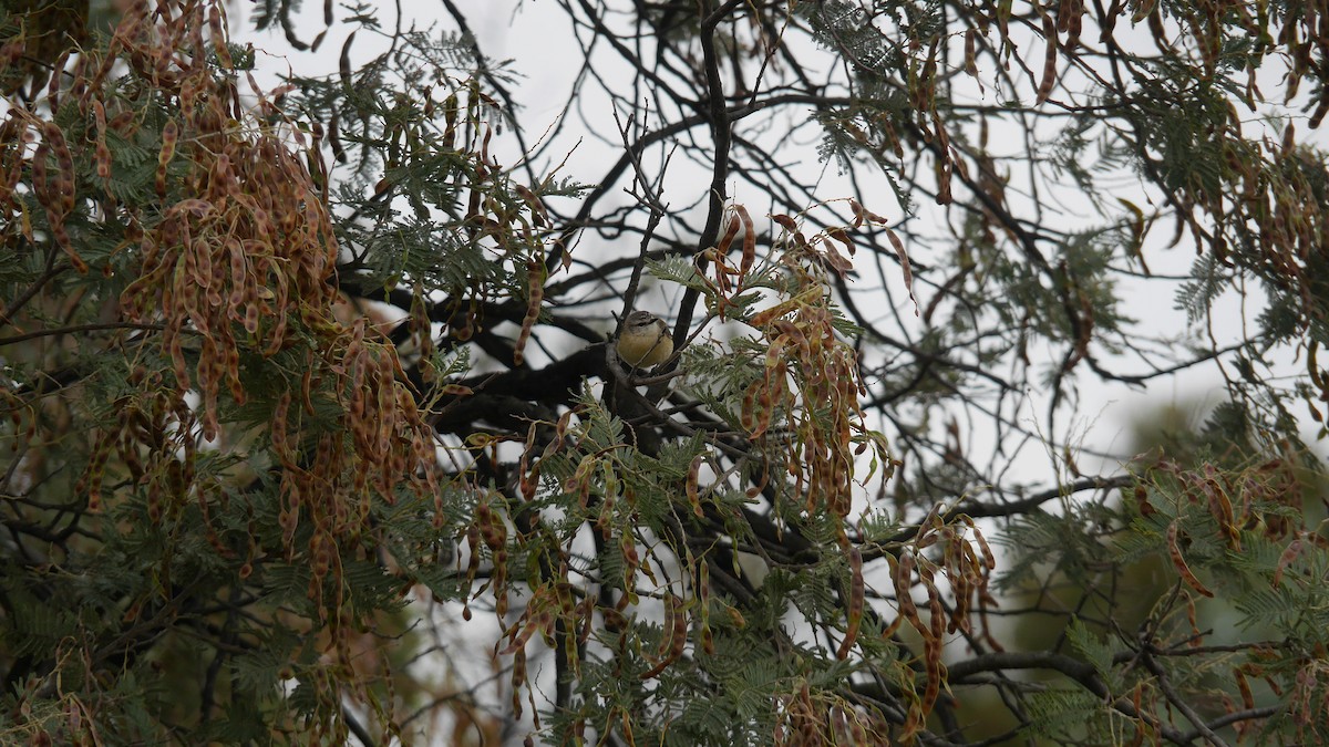 Yellow-rumped Thornbill - ML646663514