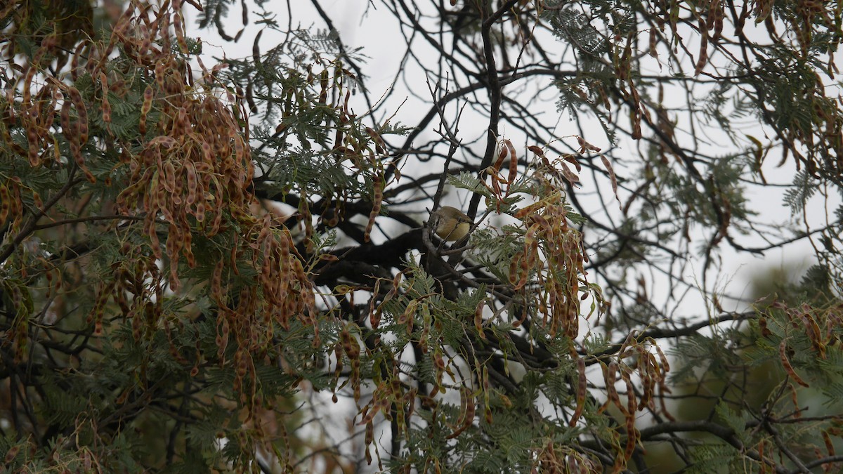 Yellow-rumped Thornbill - ML646663515