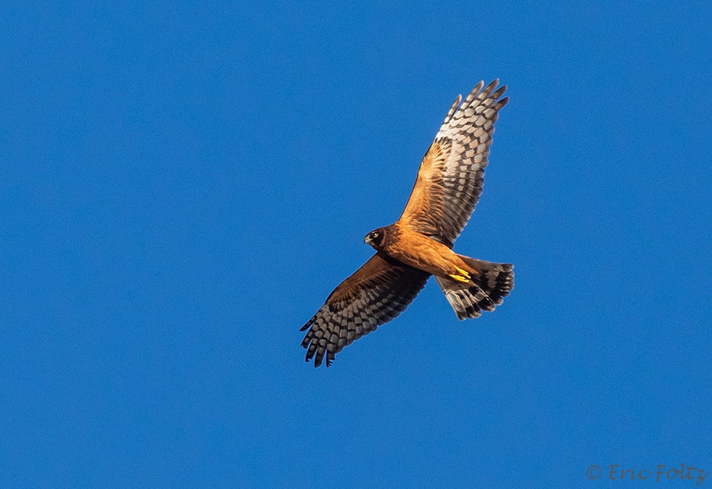 Northern Harrier - ML646663516