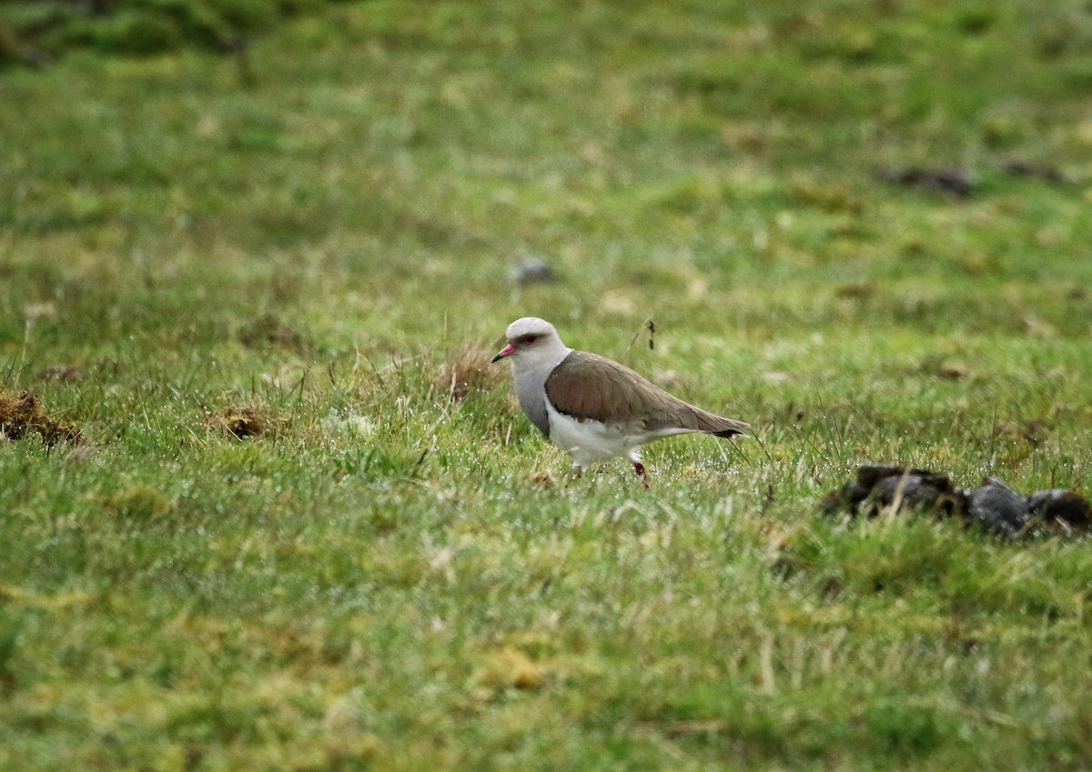 andesvipe - ML646663517