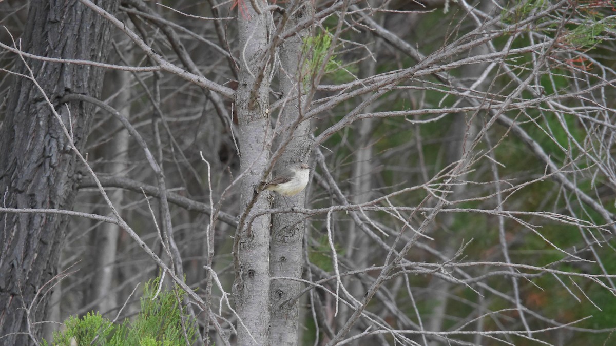 Buff-rumped Thornbill - ML646663520